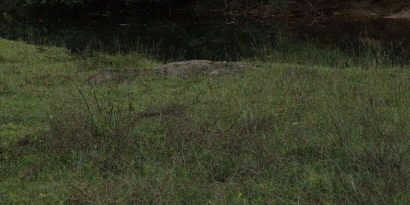 Lunugamvehera National Park Safari ( Yala Block V / VI ) - Booking, cancellation, and language details