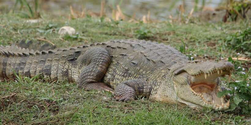 Lunugamvehera National Park Safari ( Yala Block V / VI ) - What the open-jeep ride is really like