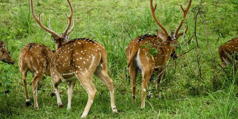 Lunugamvehera National Park Safari ( Yala Block V / VI ) - Wildlife beyond the big cats