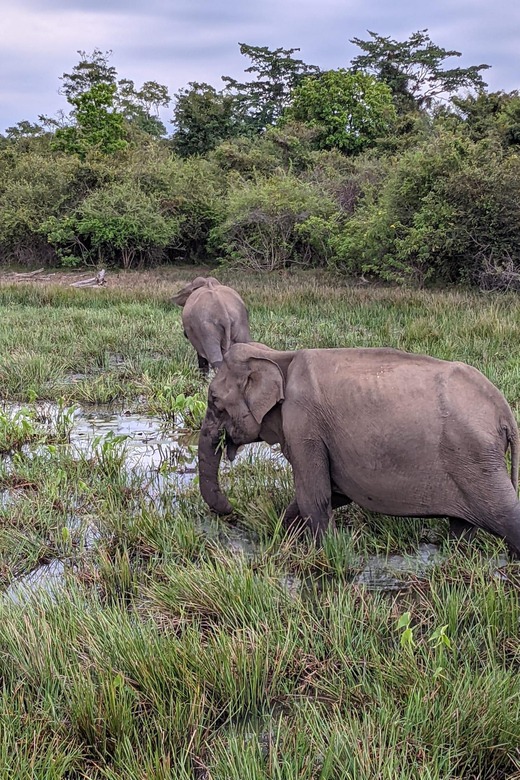 Lunugamvehera National Park Safari ( Yala Block V / VI ) - Who will enjoy this safari most?