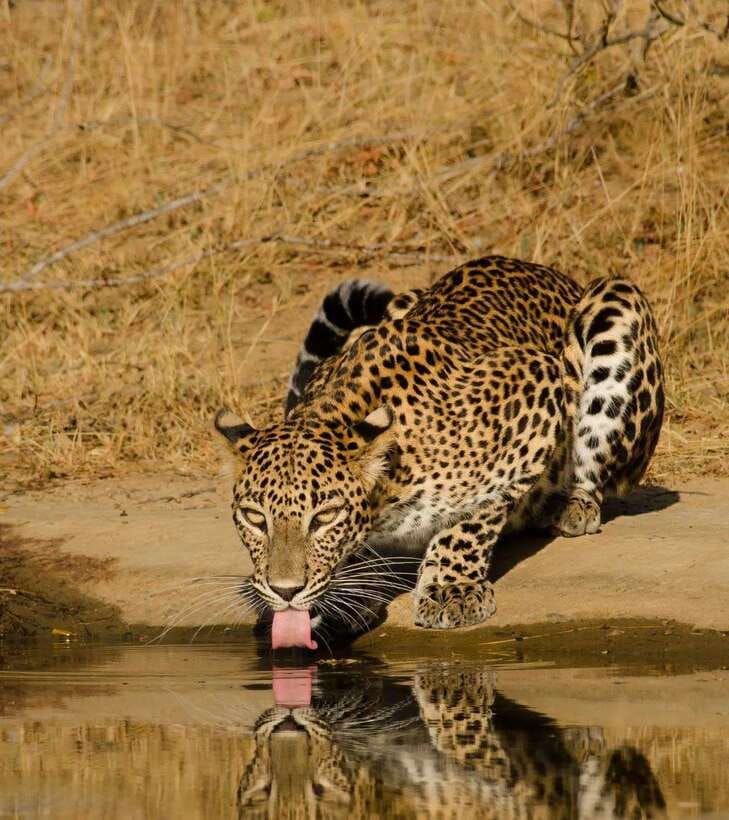 Lunugamvehera National Park ( Yala Block 5 / 6 ) Wild Safari - Why Lunugamvehera can be a better choice than busy Yala