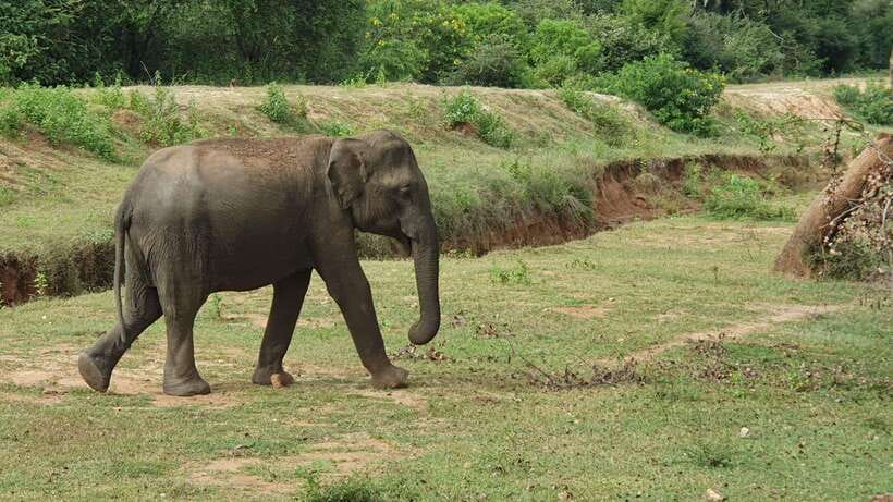 Lunugamvehera National Park ( Yala Block 5 / 6 ) Wild Safari - The animals you might see