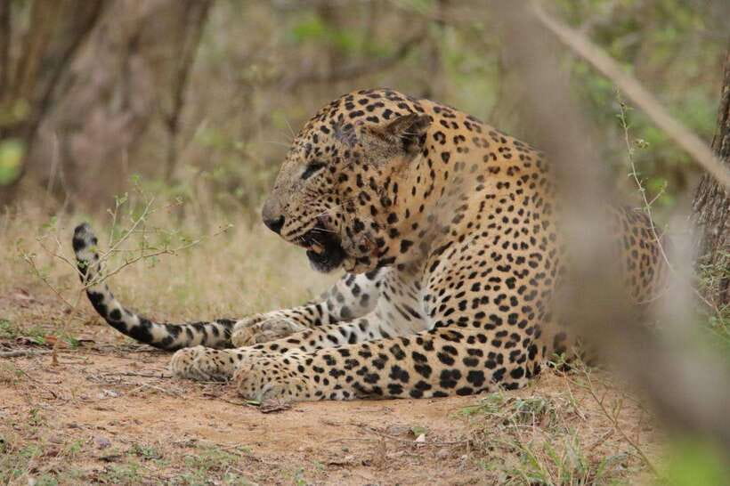 Lunugamvehera National Park ( Yala Block 5 / 6 ) Wild Safari - Practical preparation for the day
