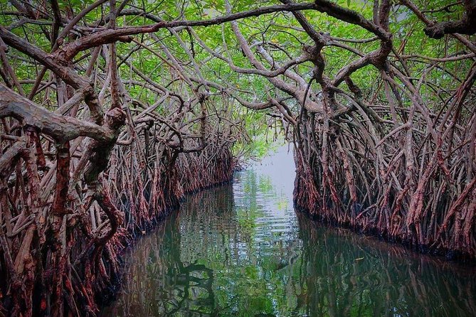 Madu River Boat Safari Balapitiya - What the $29 price really covers