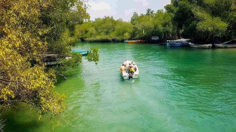 Madu River Boat Tour and Cinnamon Garden visit - Mangrove Tunnels and River Wildlife