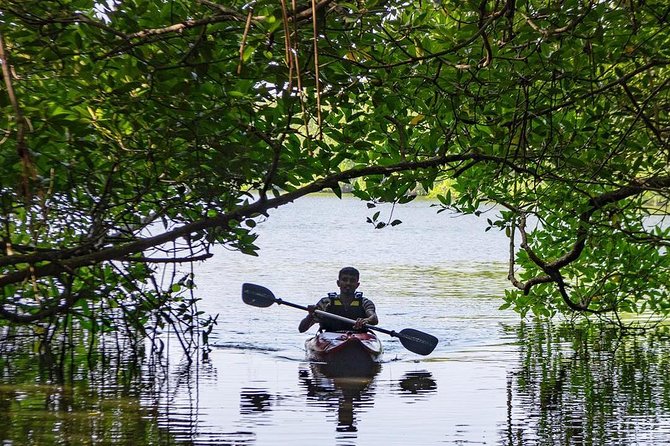 Madu River Sunrise Mangrove Kayaking from Bentota - Practical timing and booking advice