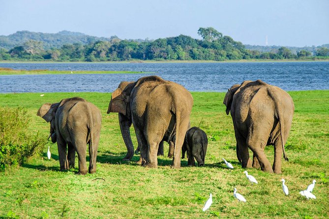 Maduru Oya National Park Private Safari with Naturalist - Key things to know before booking