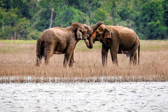 Maduru Oya National Park Private Safari with Naturalist - Elephants are the headline sighting