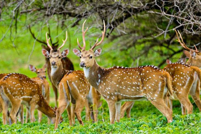 Maduru Oya National Park Private Safari with Naturalist - The guide and language question