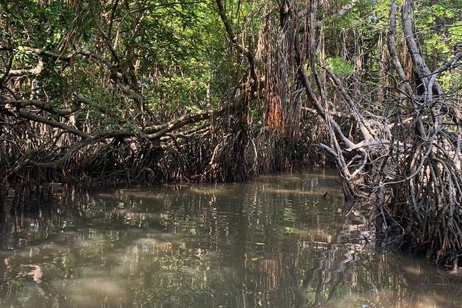 Mangrove Adventure - Four things to know before you go