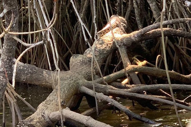 Mangrove Adventure - What makes the Bentota estuary worth seeing