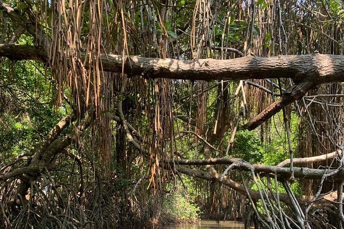Mangrove Adventure - The one-hour ride through the mangroves