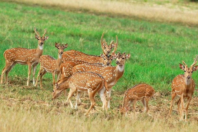 Minneriya Elephant Safari Drive From Trincomalee - The 12:30 PM afternoon plan
