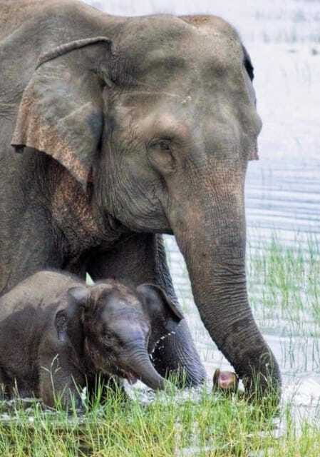 Minneriya Elephant Safari – Half-Day with Expert Tracker - What the $23 price really covers