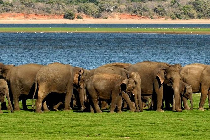 Minneriya Elephant Safari wth Sigiriya & Dambulla Cave Temples Full Day Tour - How the private transport affects the value
