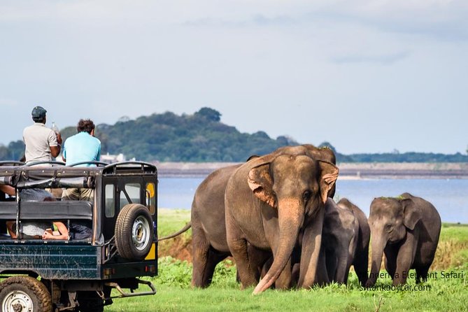 Minneriya Elephant Safari wth Sigiriya & Dambulla Cave Temples Full Day Tour - The pace, physical effort, and comfort level