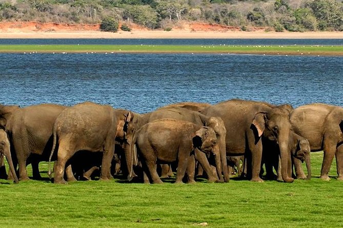 Minneriya Elephant Safari wth Sigiriya & Dambulla Cave Temples Full Day Tour - Who will get the most from this tour