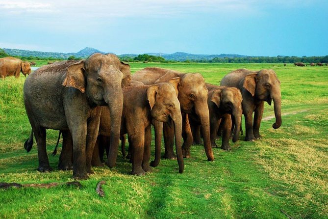 Minneriya Elephant Safari wth Sigiriya Lion Rock from Colombo - Why this Colombo day trip is appealing
