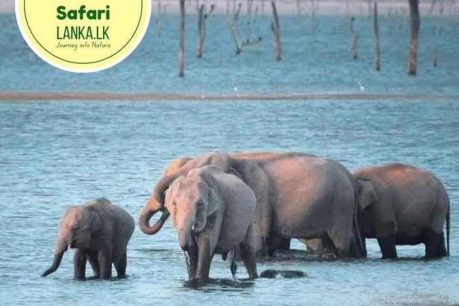 Minneriya Half Day Safari - Key Points Before You Book