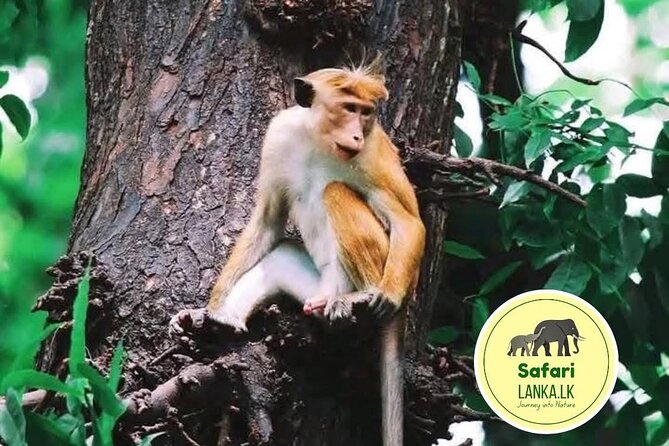 Minneriya Half Day Safari - Kaudulla National Park and the Elephant Search