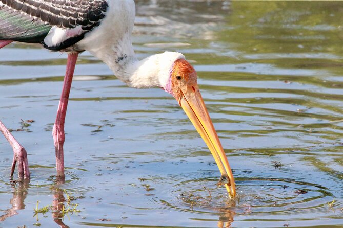 Minneriya Half Day Safari - Hurulu Eco Park and a Flexible Route