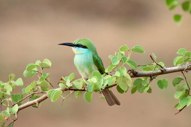 Minneriya Half Day Safari - Wildlife You May See Beyond Elephants