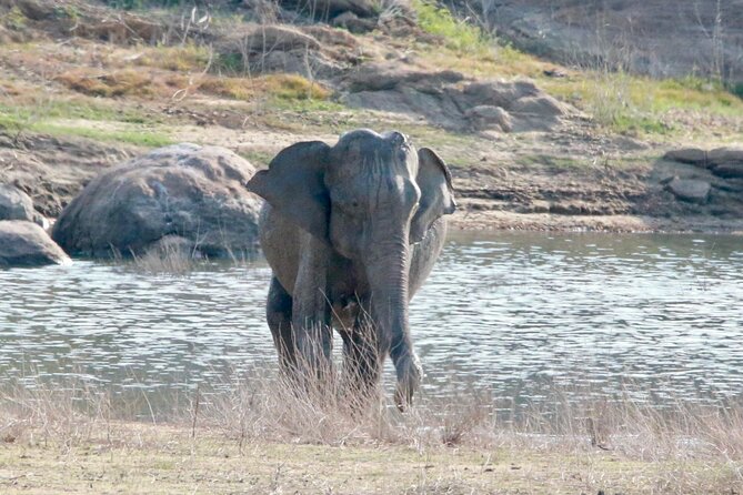 Minneriya Half Day Safari - Timing, Pickup, and Group Size