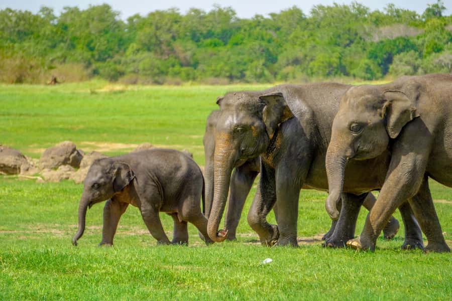 Minneriya: Minneriya National Park Private Elephant Safari - Key points at a glance