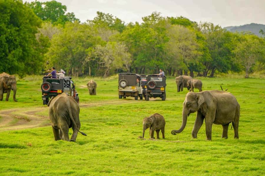 Minneriya: Minneriya National Park Private Elephant Safari - Why this safari is worth considering