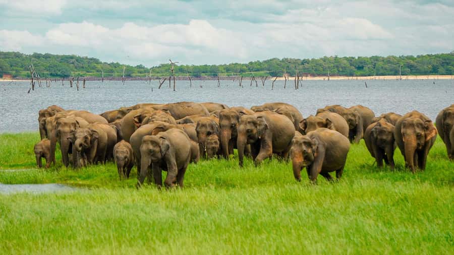 Minneriya: Minneriya National Park Private Elephant Safari - Entering Minneriya National Park