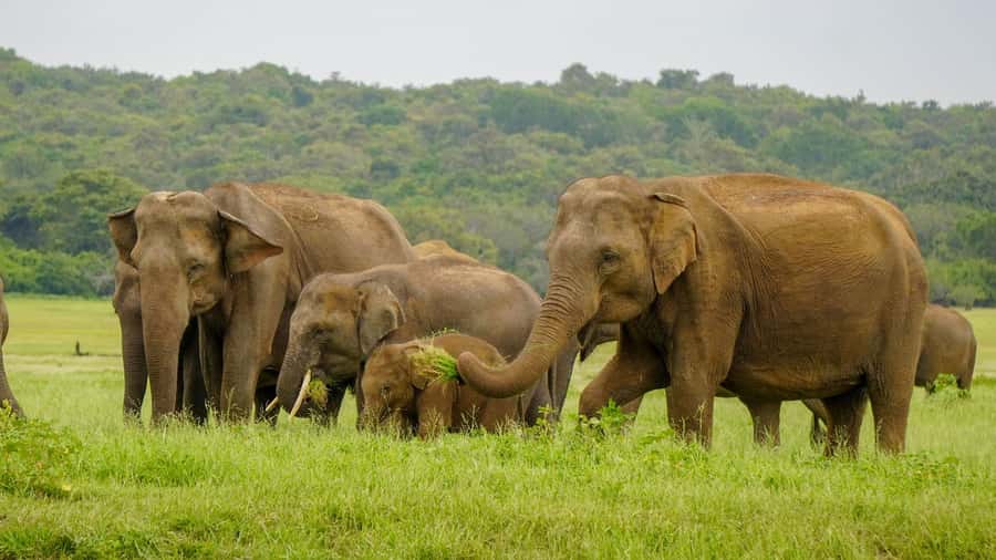 Minneriya: Minneriya National Park Private Elephant Safari - When Minneriya is too crowded