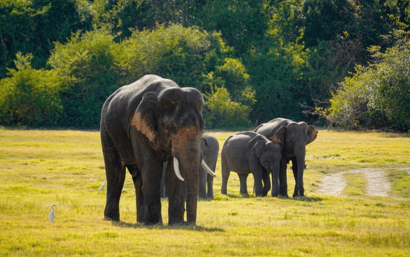 Minneriya: Minneriya National Park Private Elephant Safari - The true cost: USD 38 plus the entrance fee