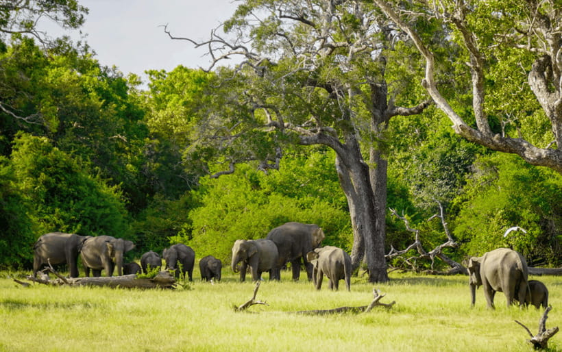 Minneriya: Minneriya National Park Private Elephant Safari - Small extras that improve the day