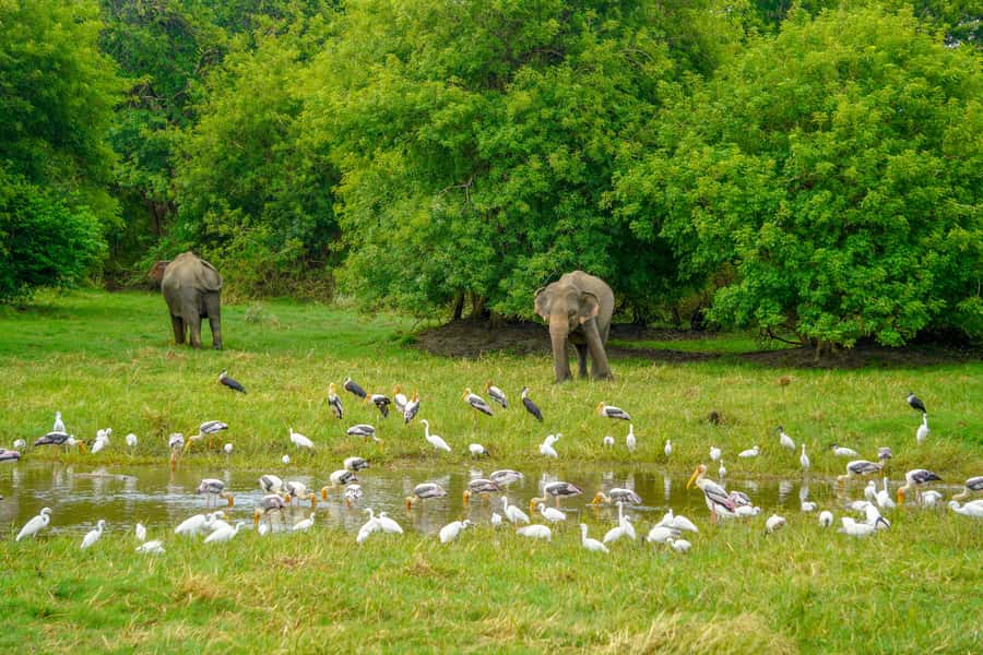Minneriya: Minneriya National Park Private Elephant Safari - Pickup from Dambulla, Sigiriya, or Habarana
