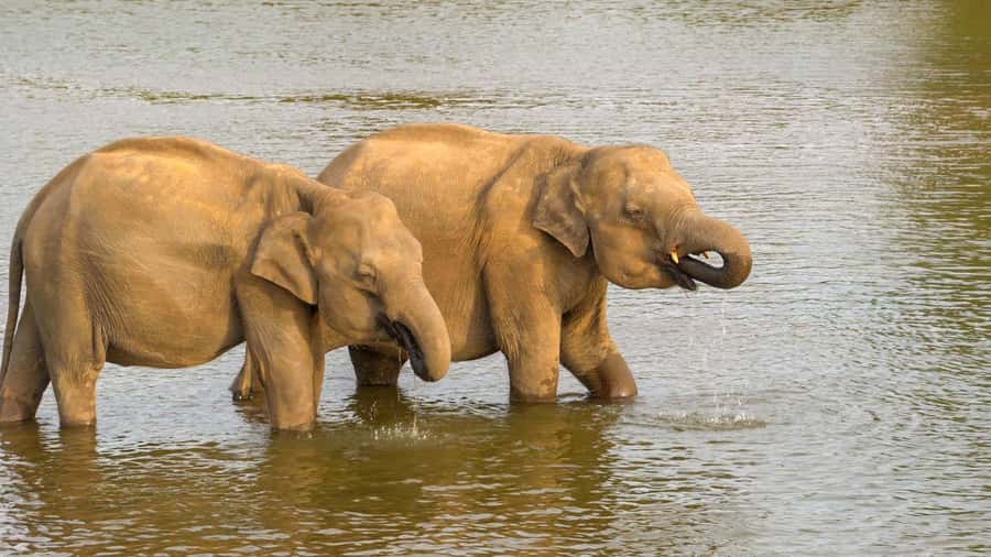 Minneriya: Minneriya National Park Private Evening Safari - Booking Advice And Final Verdict