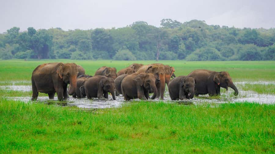 Minneriya: Minneriya National Park Private Evening Safari - Why Minneriya Is Famous For Elephants