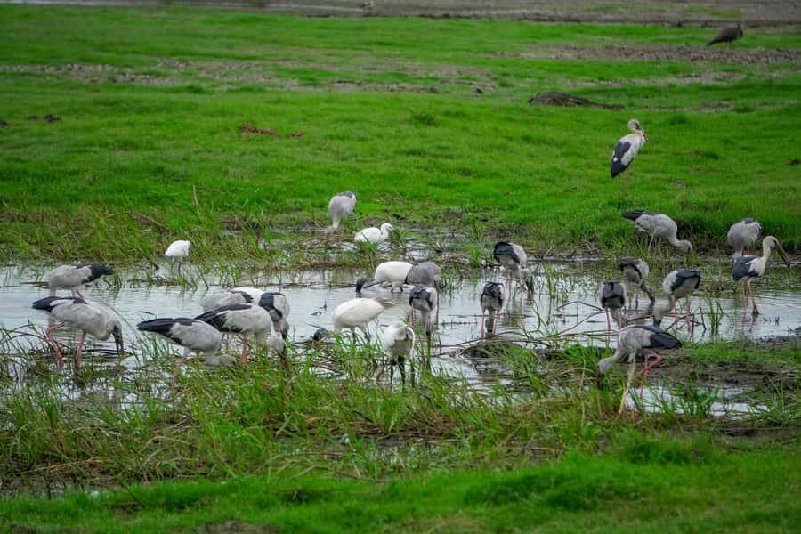 Minneriya: Minneriya National Park Private Evening Safari - Inside The Park: Forest, Grassland, And Wetland