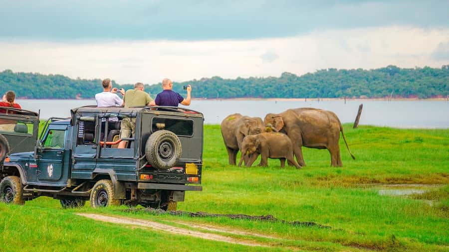 Minneriya: Minneriya National Park Private Evening Safari - Watching Elephants Without Turning Them Into A Show