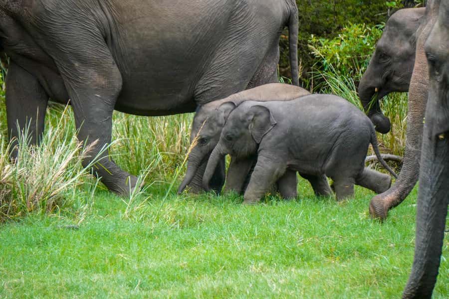 Minneriya: Minneriya National Park Private Evening Safari - The Cost: A $41 Tour With A $45 Park Fee