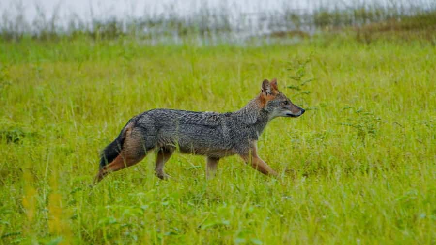 Minneriya: Minneriya National Park Private Evening Safari - Timing, Weather, And What To Carry