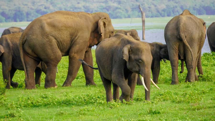 Minneriya: Minneriya National Park Private Evening Safari - Starting From Dambulla, Sigiriya, Or Habarana