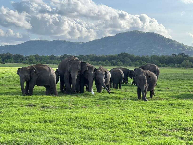 Minneriya: Minneriya National Park Private Jeep Safari - Key details before you book