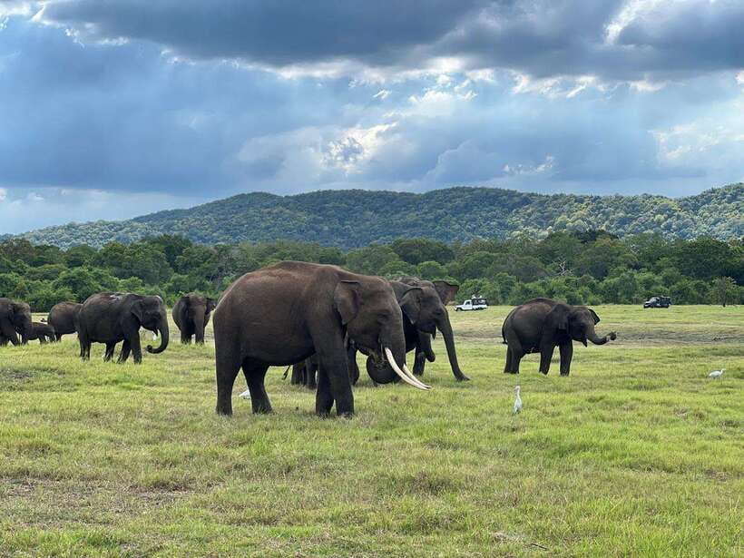Minneriya: Minneriya National Park Private Jeep Safari - Why Minneriya is a strong choice for wildlife