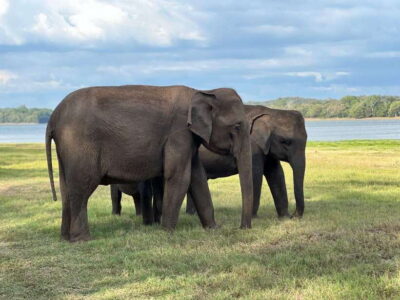 Minneriya: Minneriya National Park Private Jeep Safari