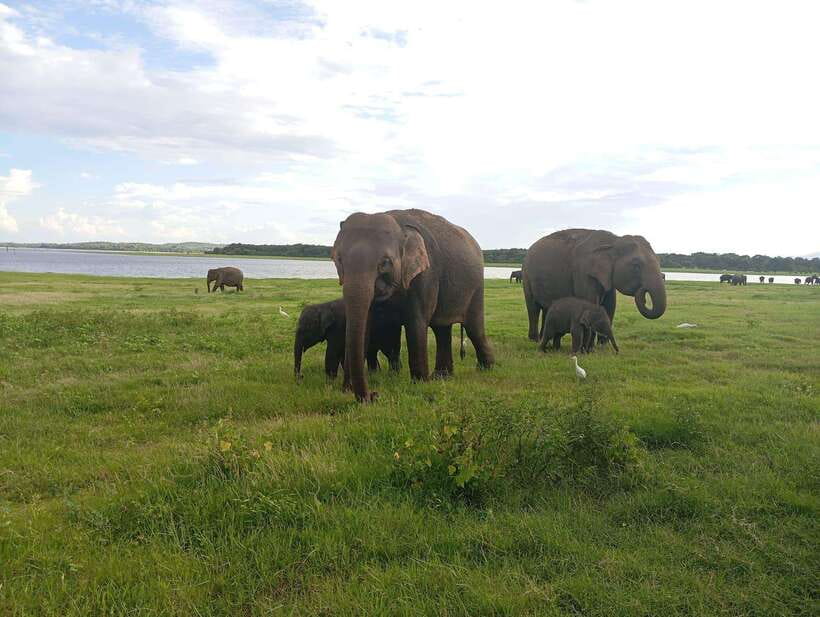 Minneriya: Minneriya National Park Private Jeep Safari - The four-hour jeep ride through the park