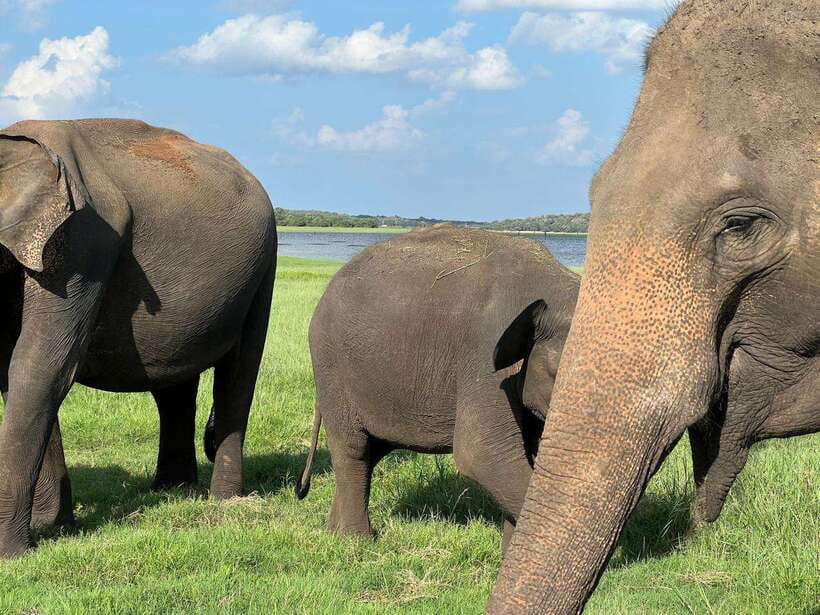 Minneriya: Minneriya National Park Private Jeep Safari - Finding elephants near the reservoir