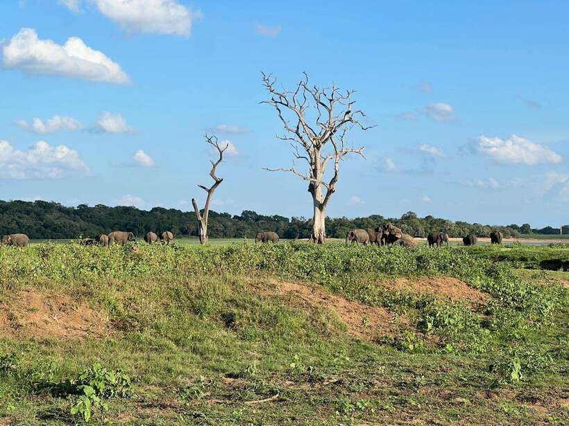 Minneriya: Minneriya National Park Private Jeep Safari - Morning or evening: which departure should you choose?