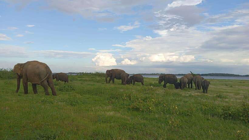Minneriya: Minneriya National Park Private Jeep Safari - What the guide adds to the experience