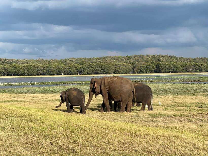 Minneriya: Minneriya National Park Private Jeep Safari - The park substitution issue