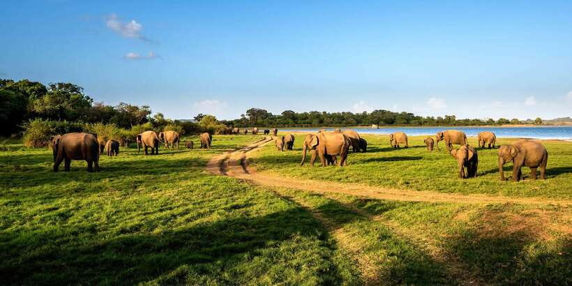 Minneriya: Minneriya National Park Private Safari - Key points to know before booking